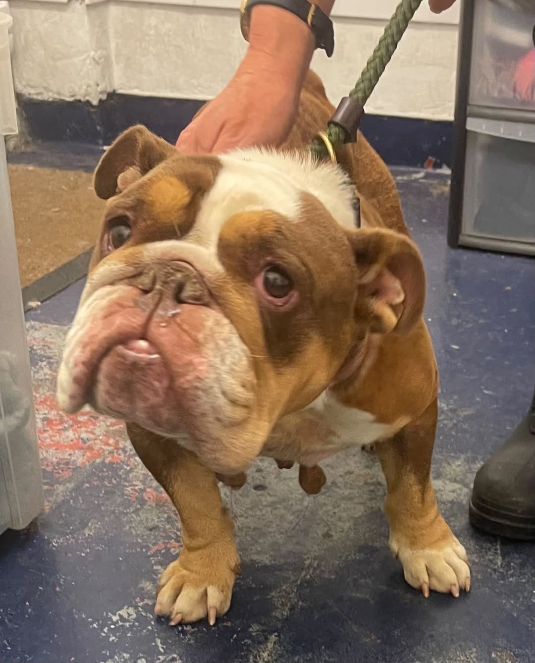 Found dog