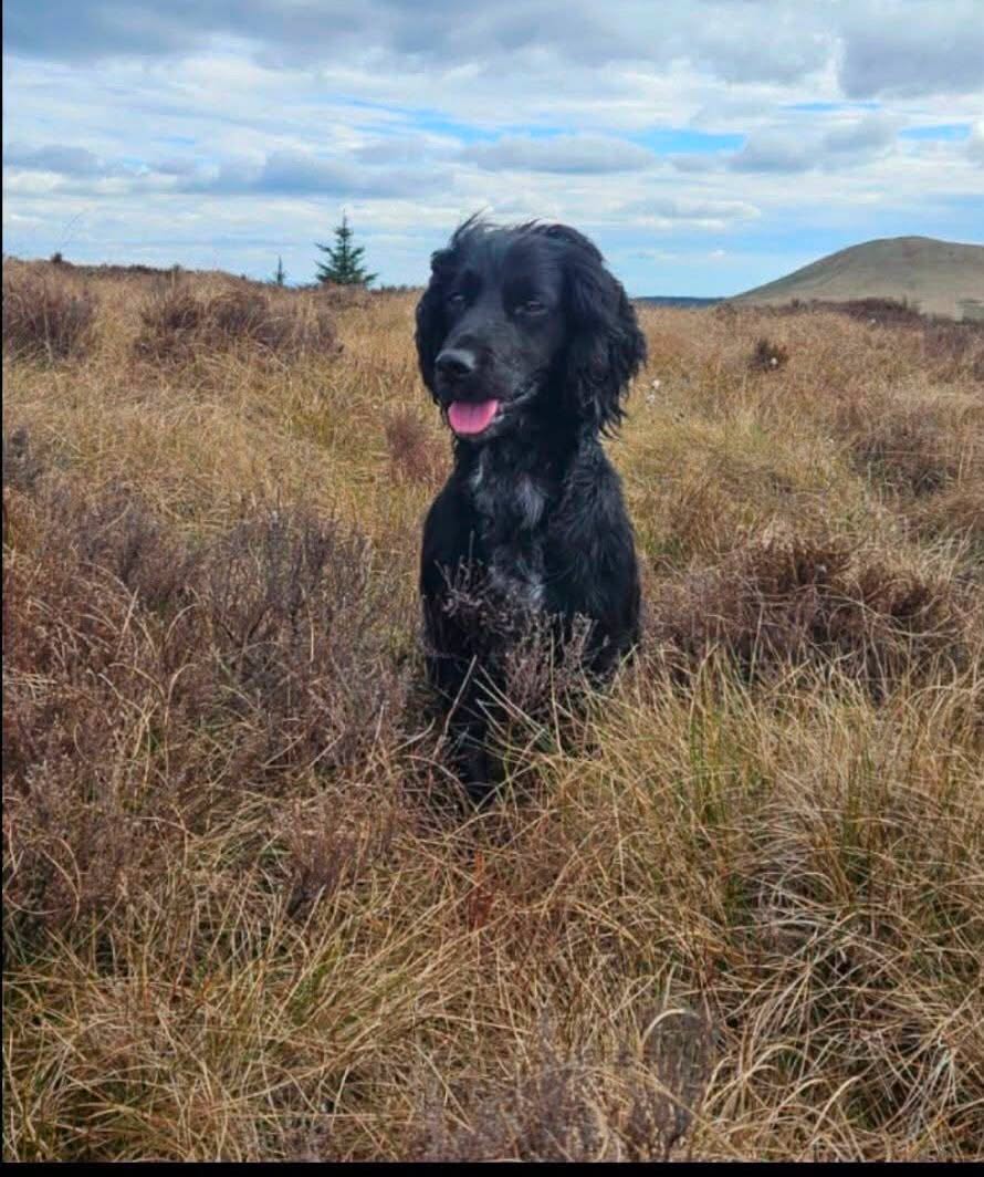 Lost dog