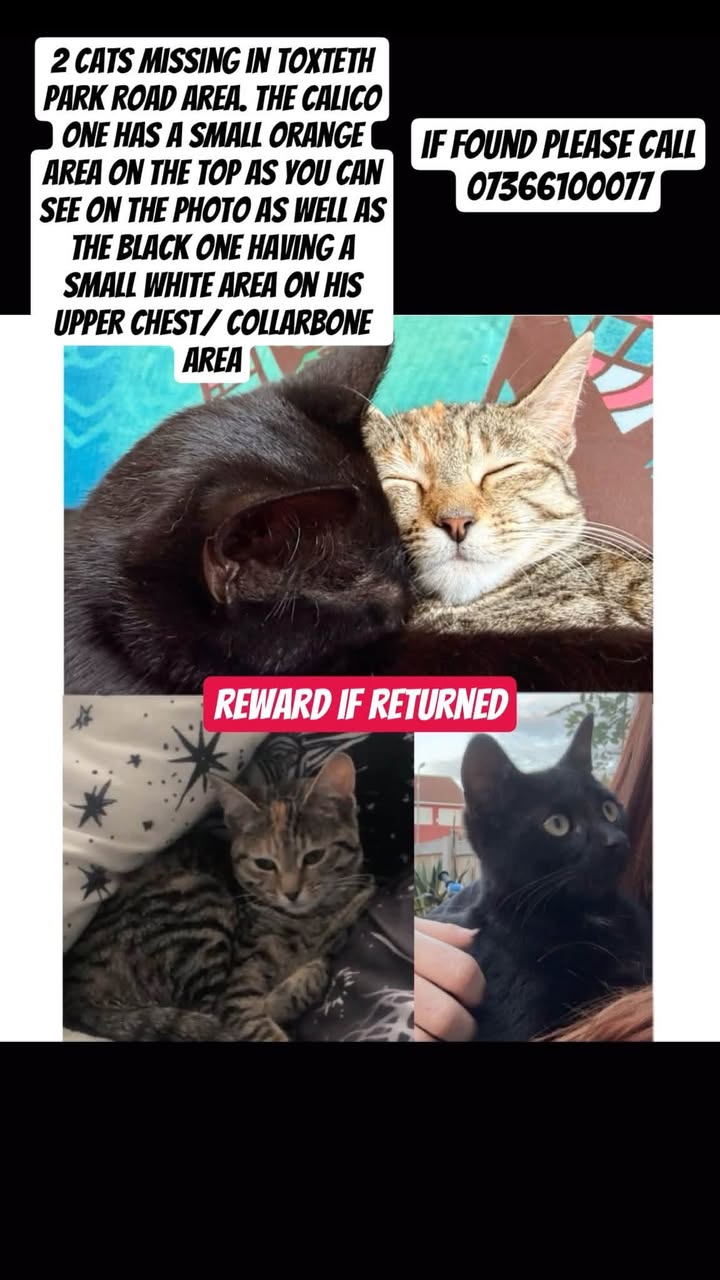 Lost Cat in Liverpool