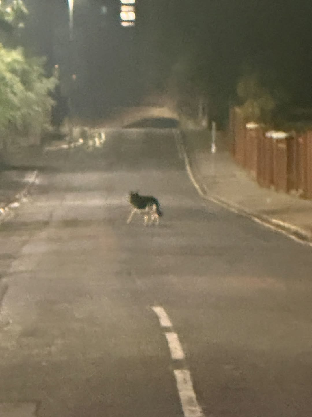 Found dog