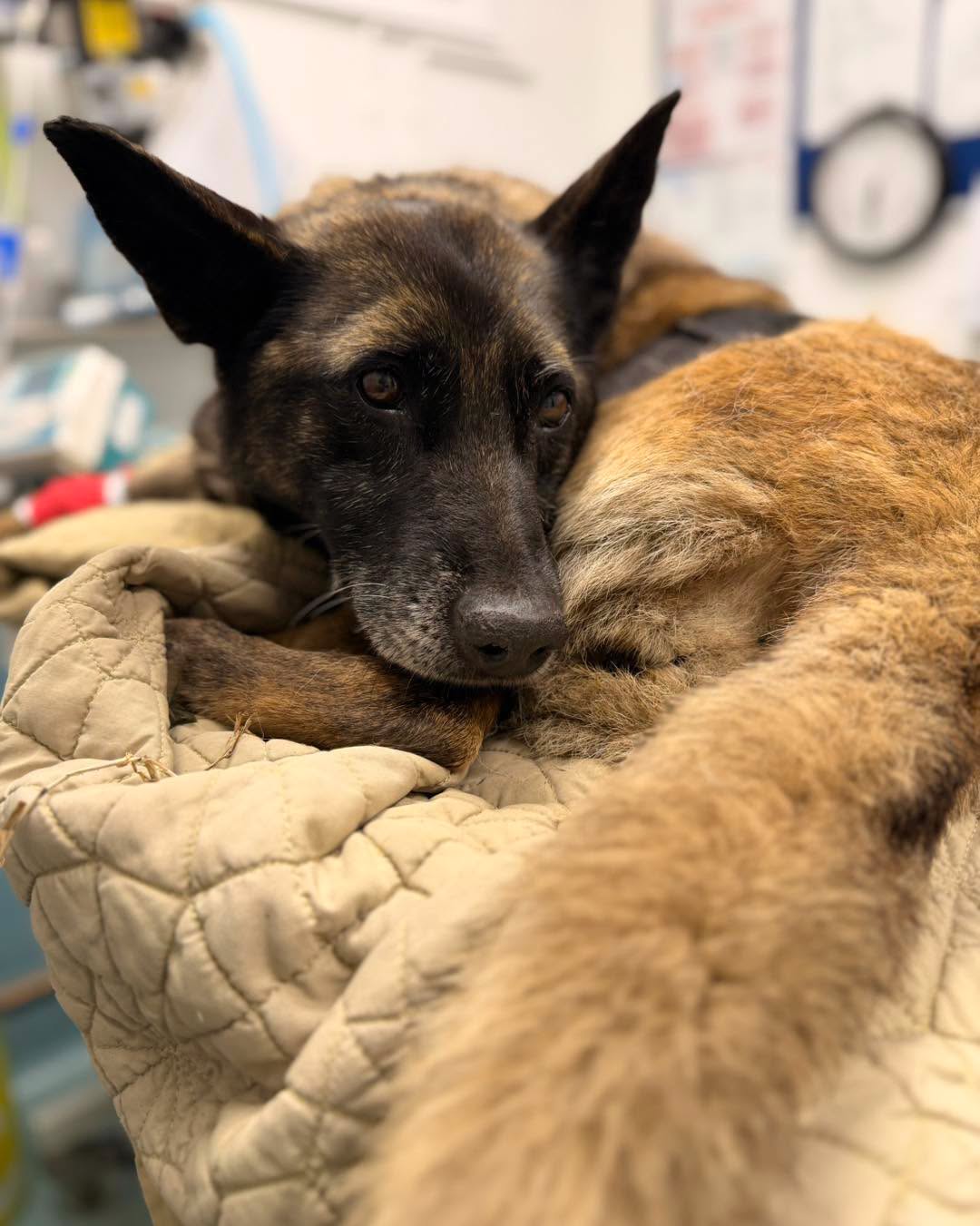 Found dog