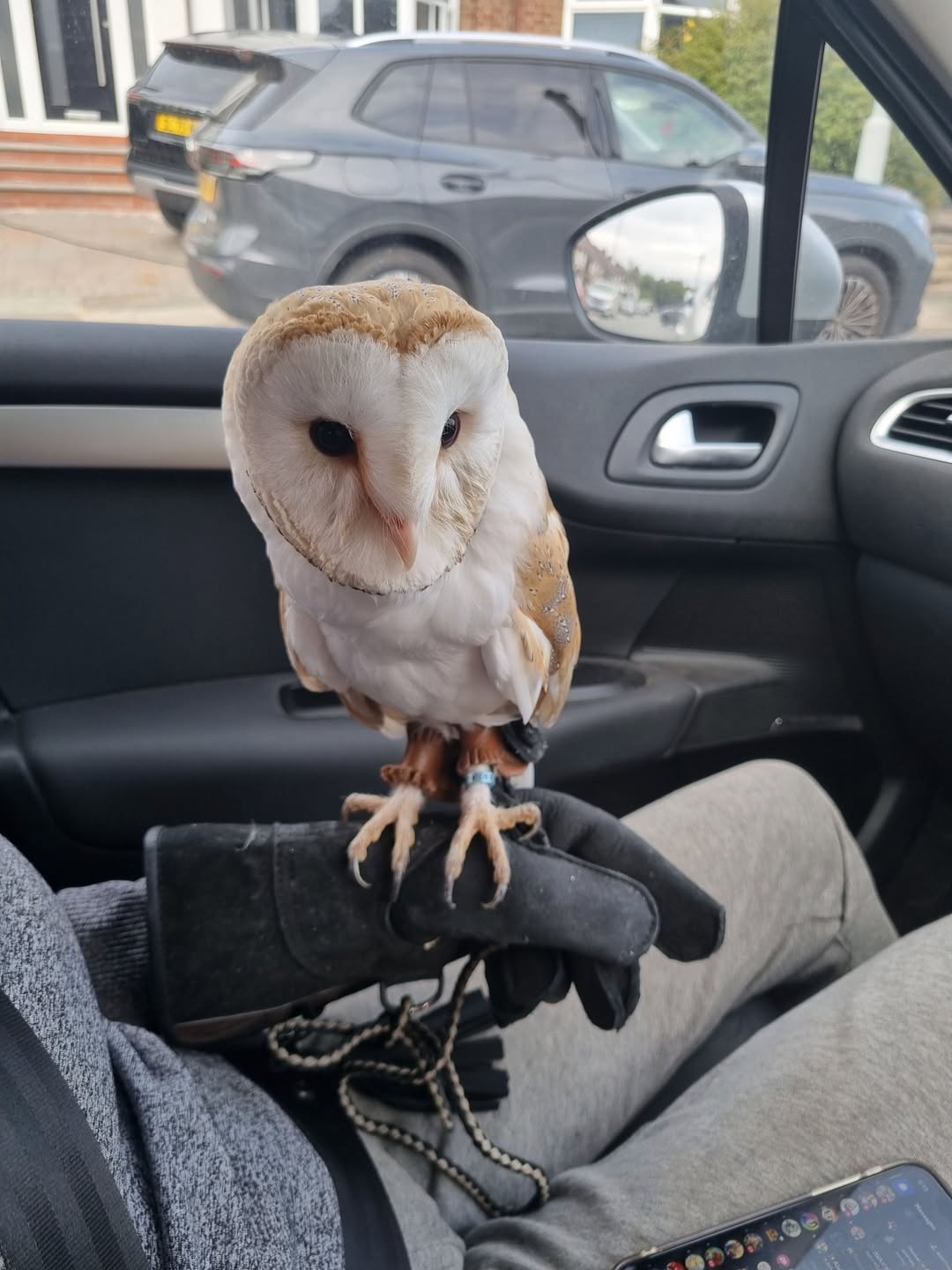 Lost Bird in Liverpool