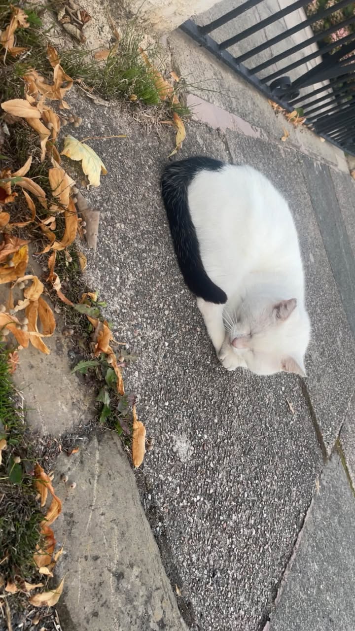 Found cat