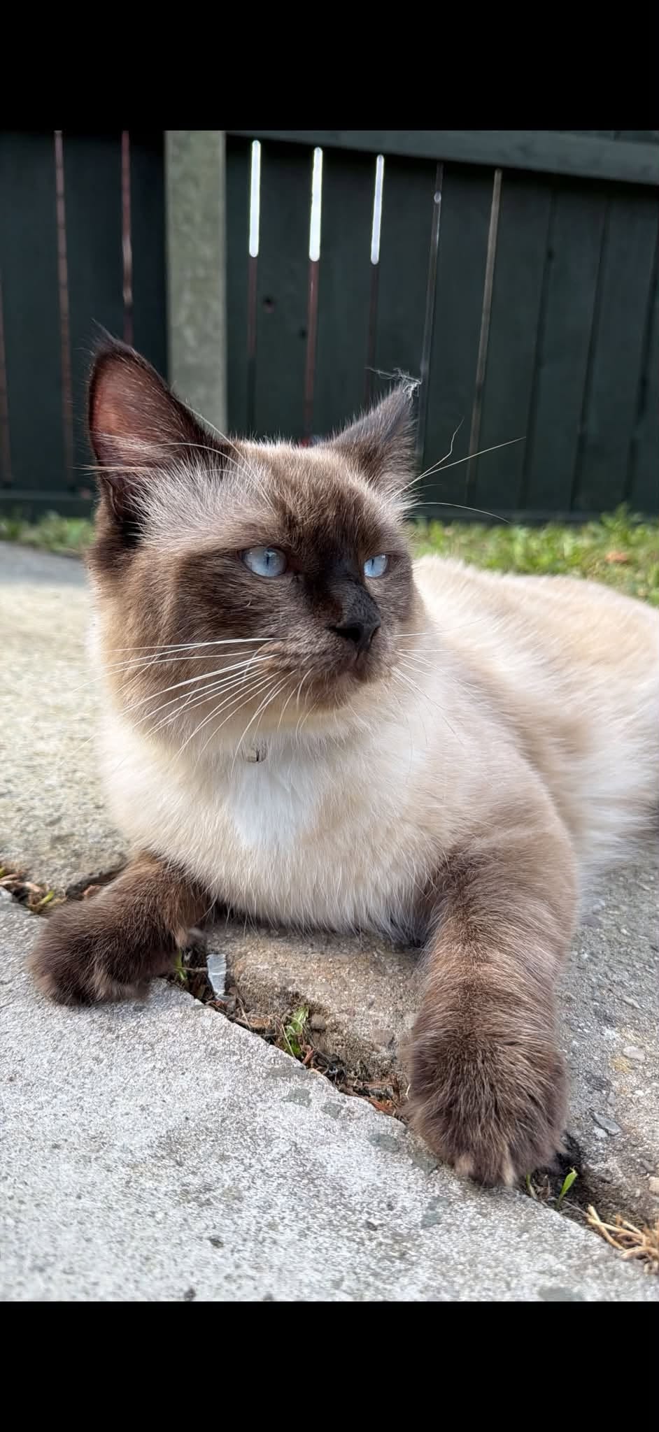 Lost Cat in Liverpool