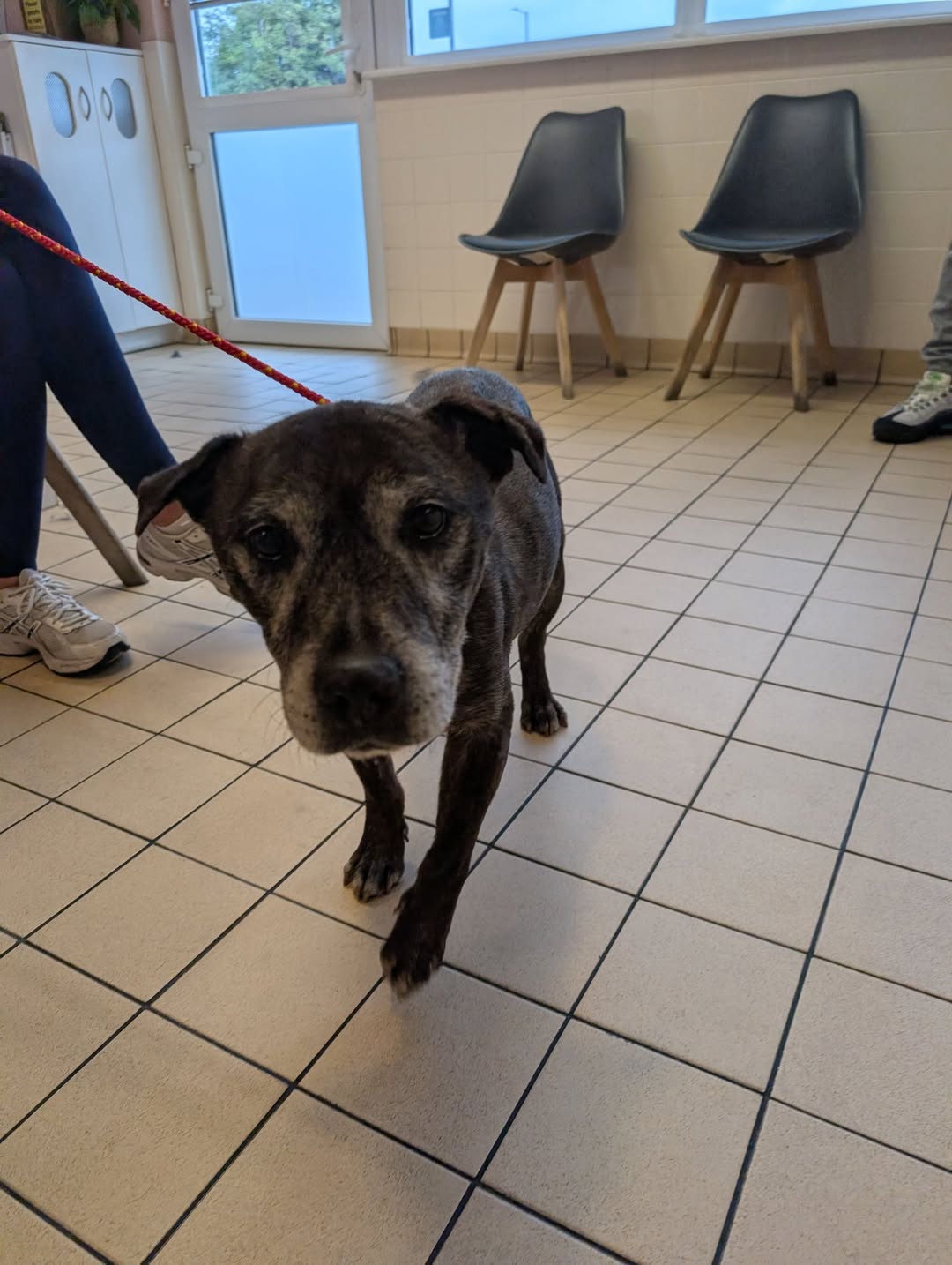 Found dog