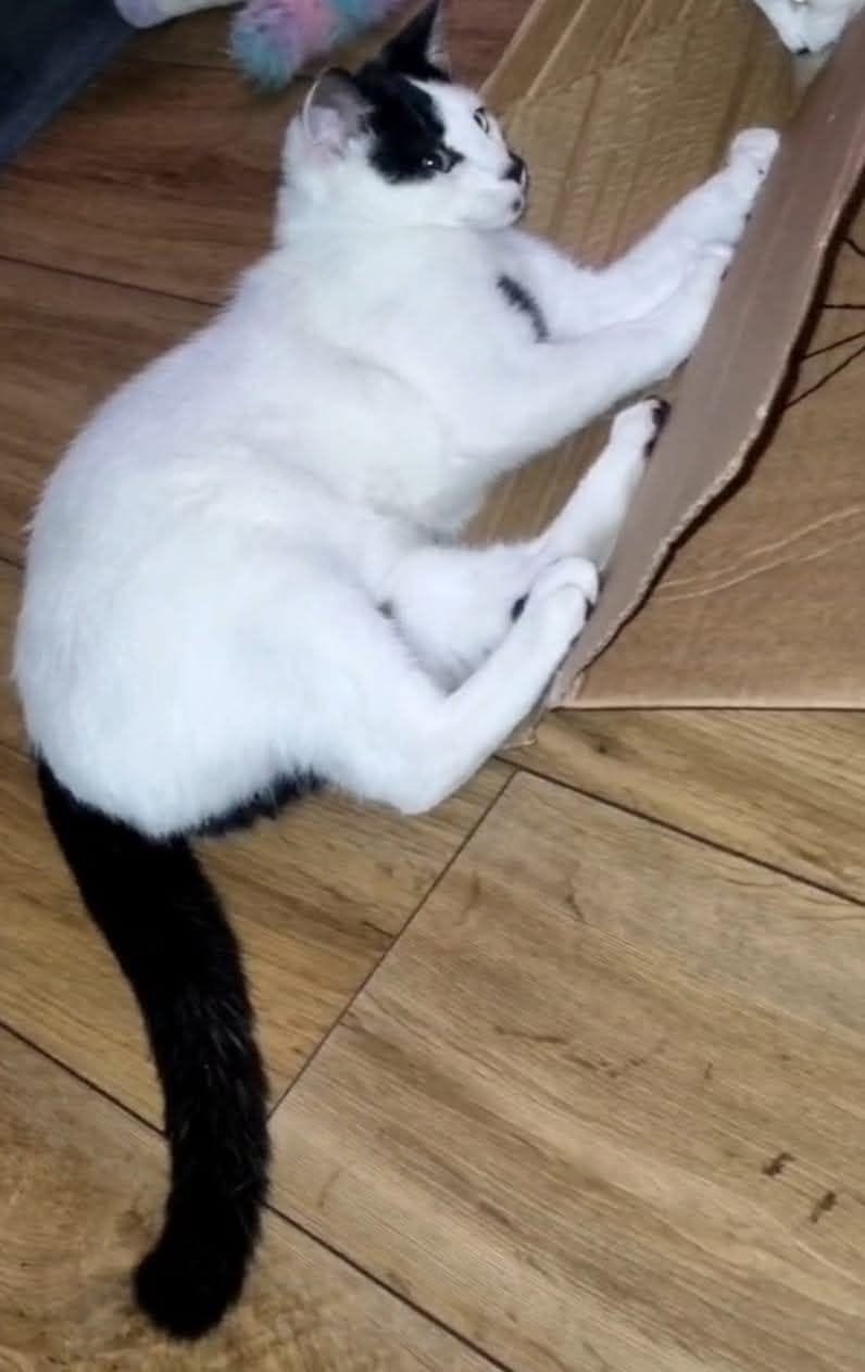 Lost cat