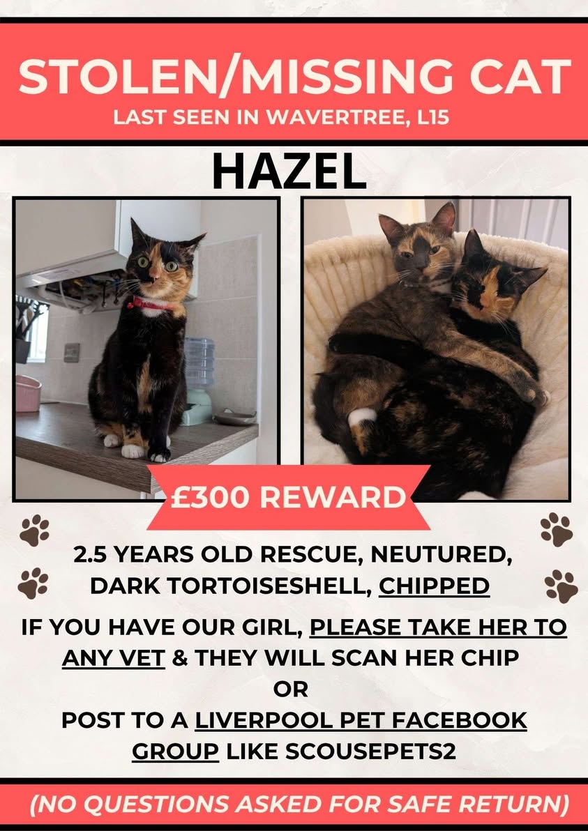 Lost Cat in Liverpool