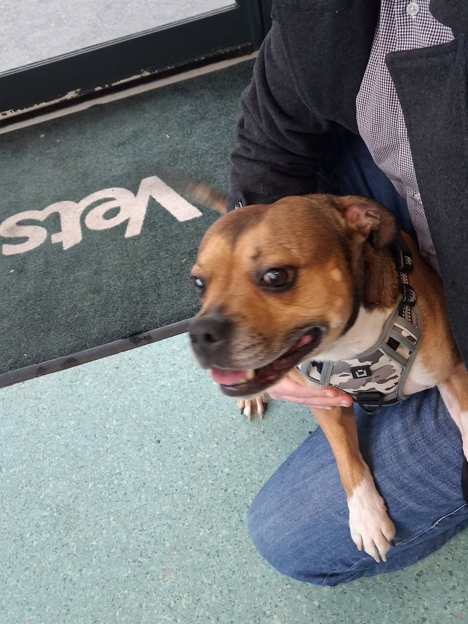 Found dog