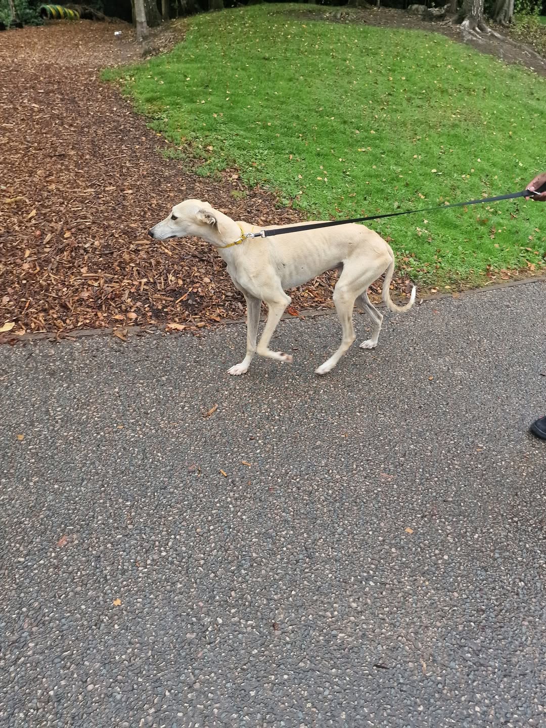 Found dog