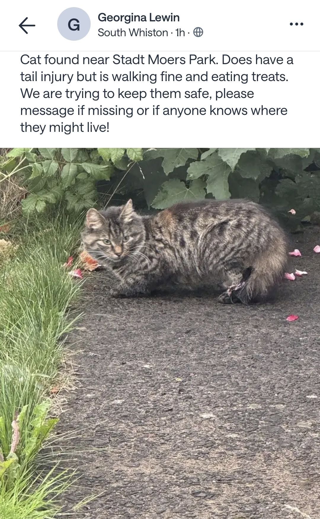 Found cat