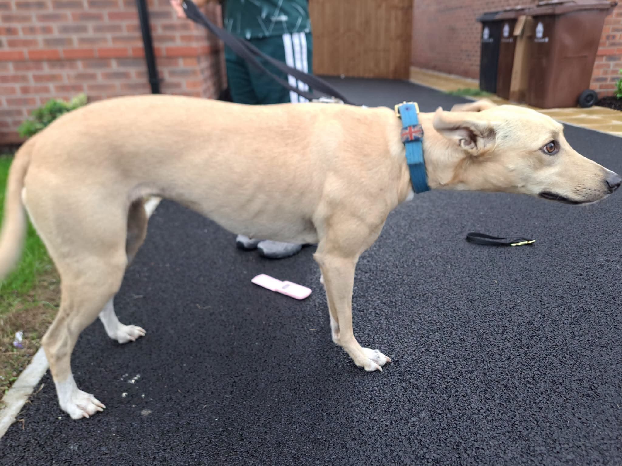 Found dog