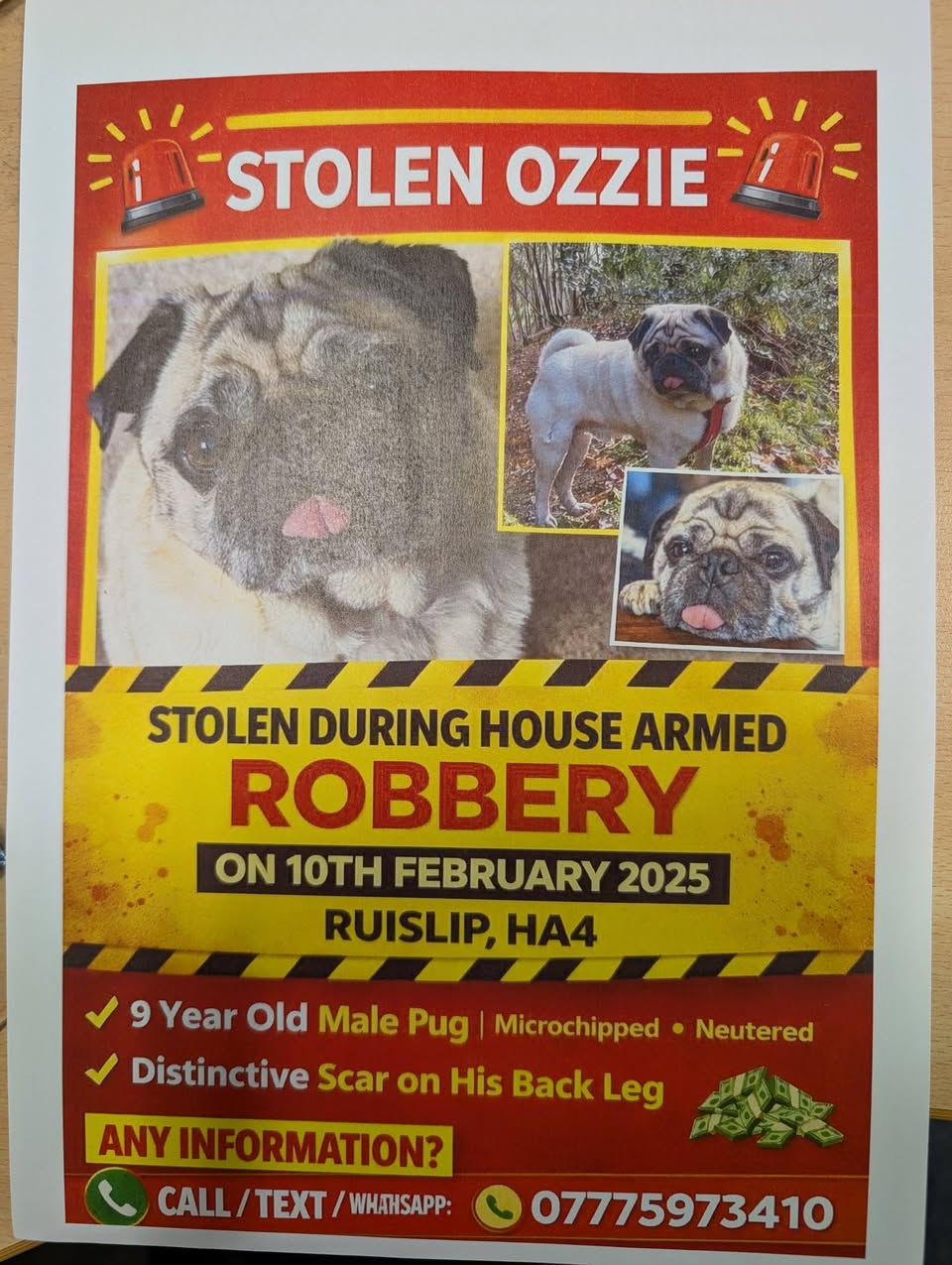 Lost Dog in United Kingdom