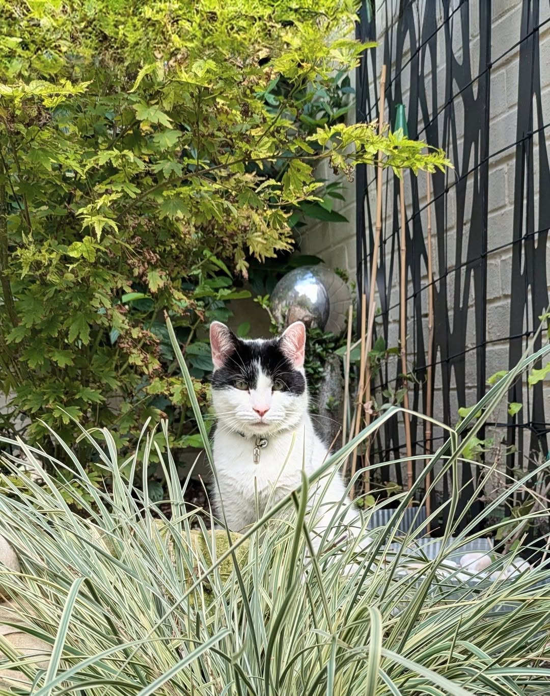 Lost Cat in Liverpool
