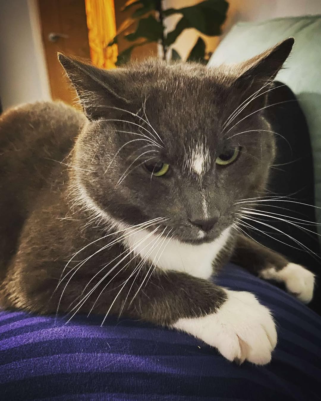 Lost Cat in Liverpool