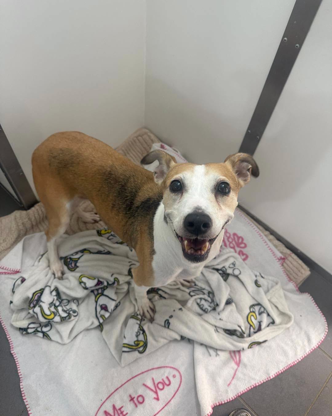 Found dog