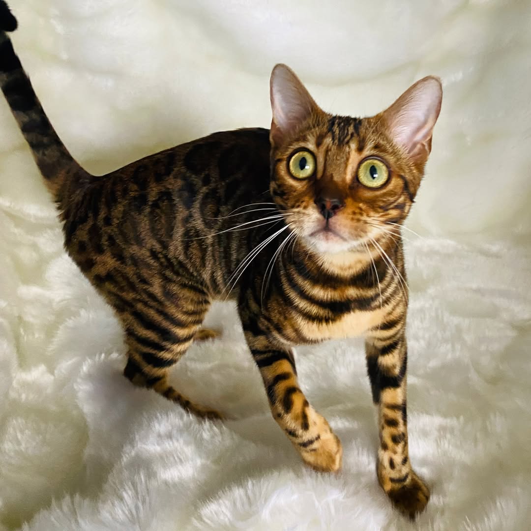 Lost Cat in Liverpool