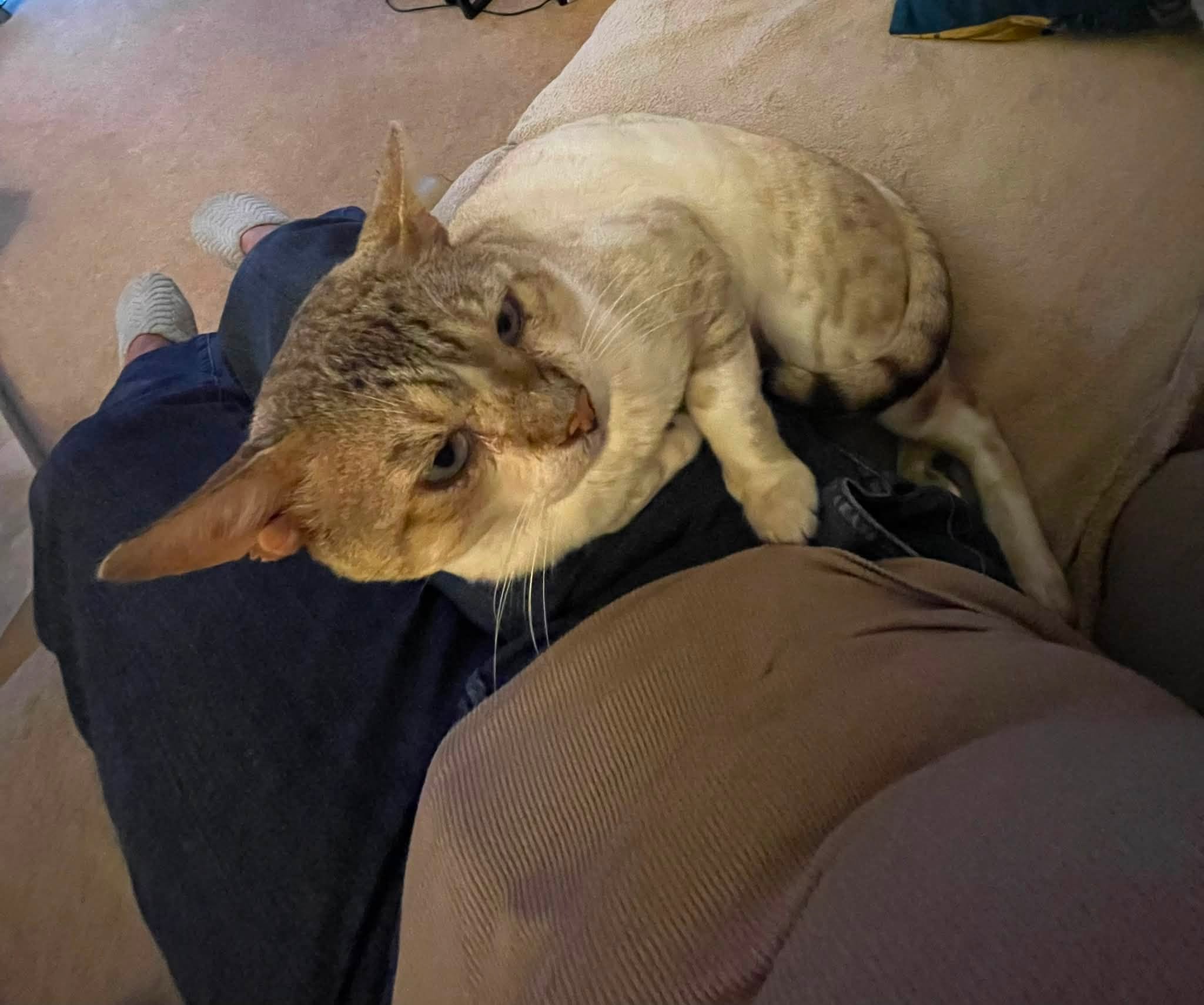 Found cat