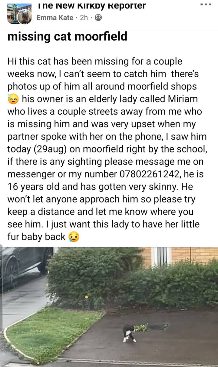 Lost Cat in Liverpool