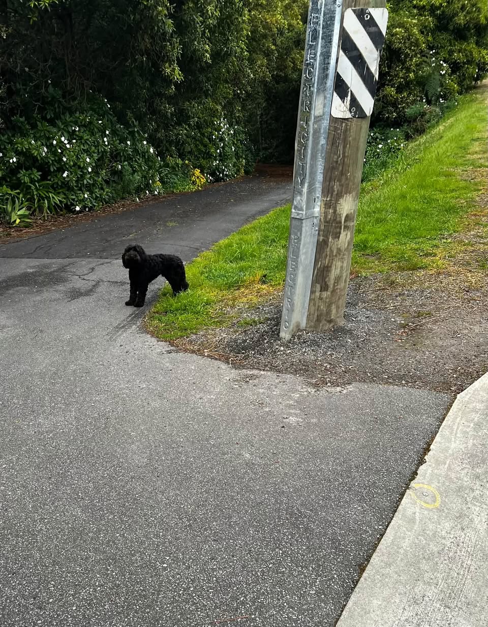 Found dog