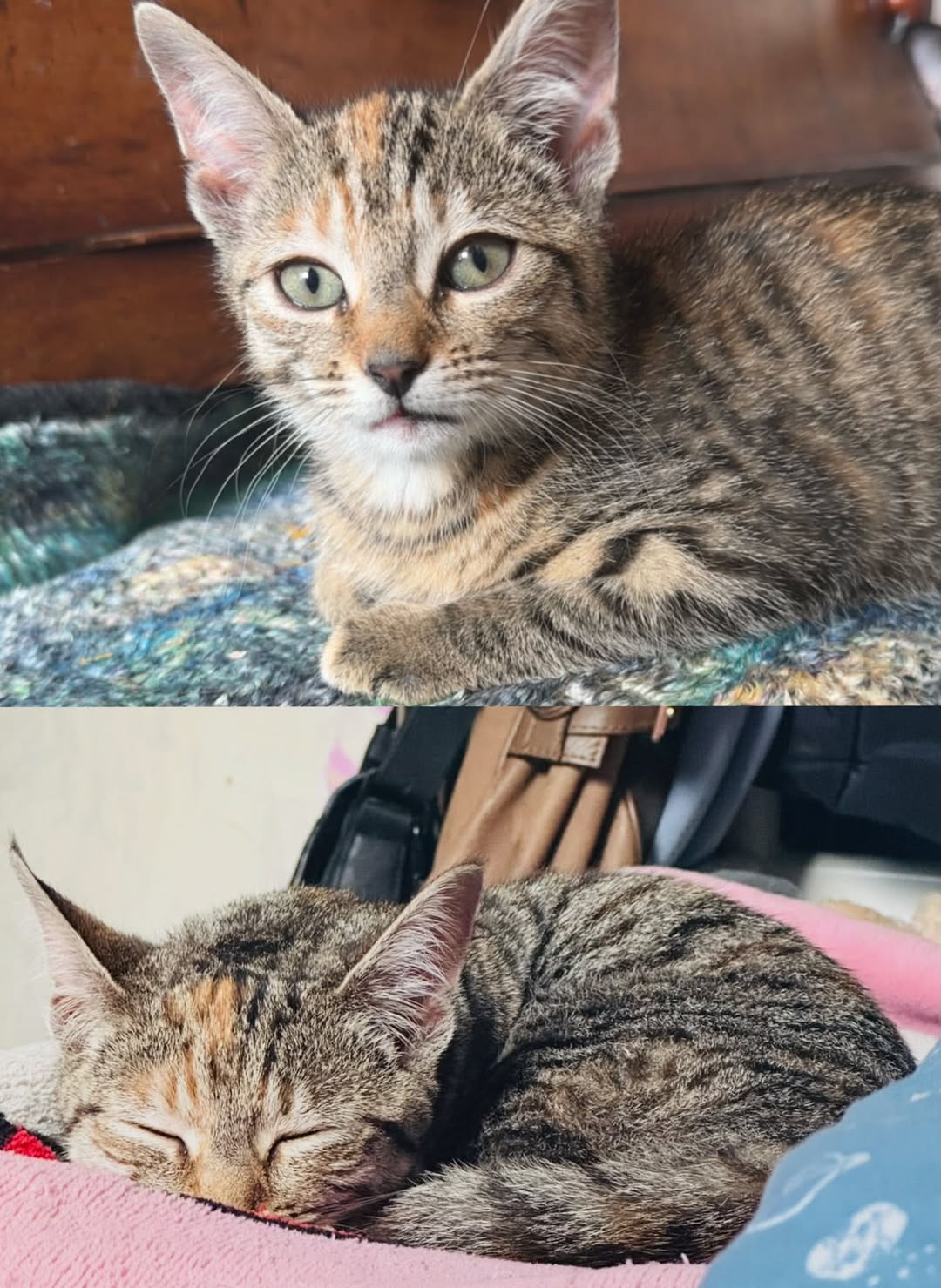 Lost Cat in Liverpool