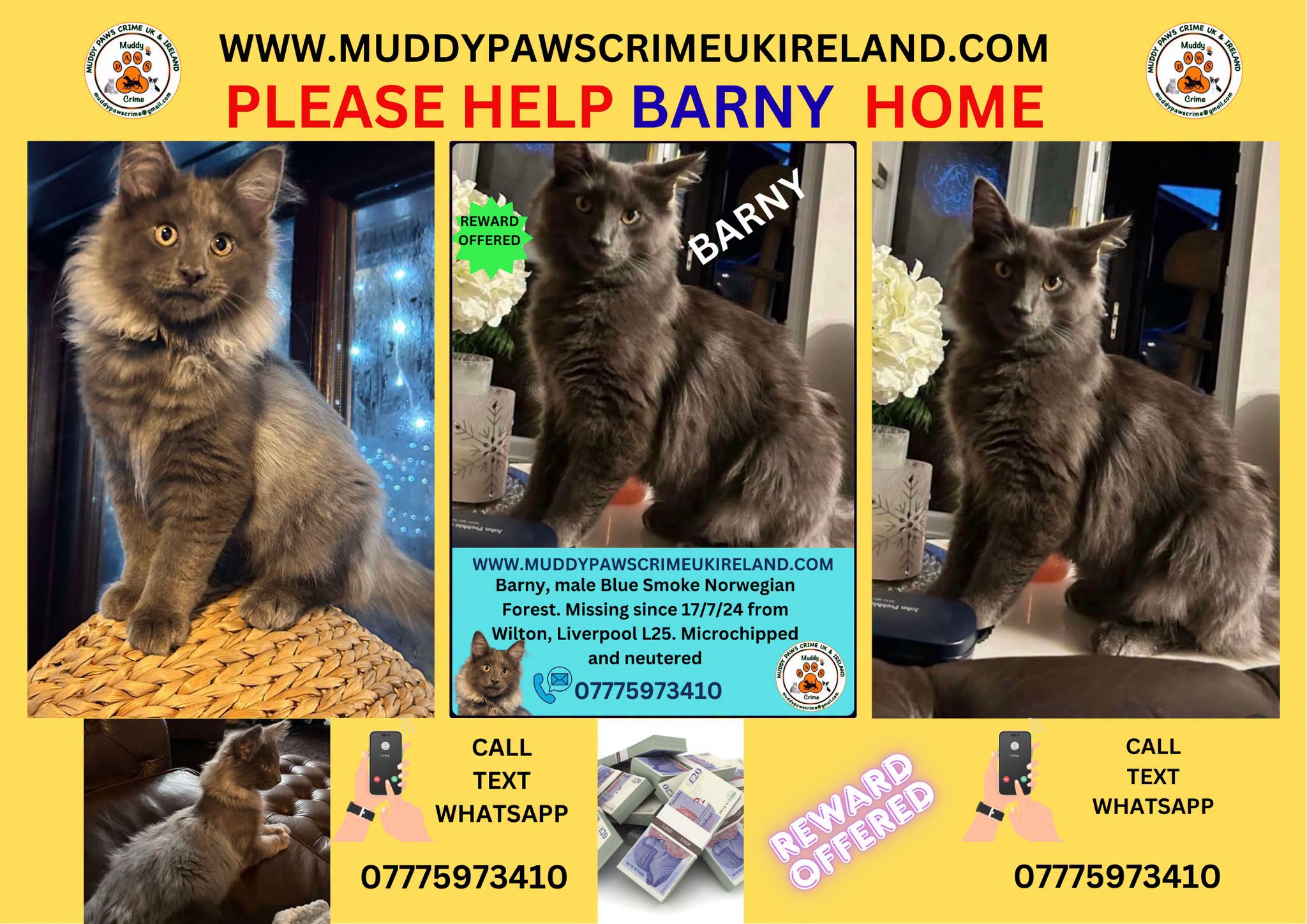 Lost Cat in Liverpool