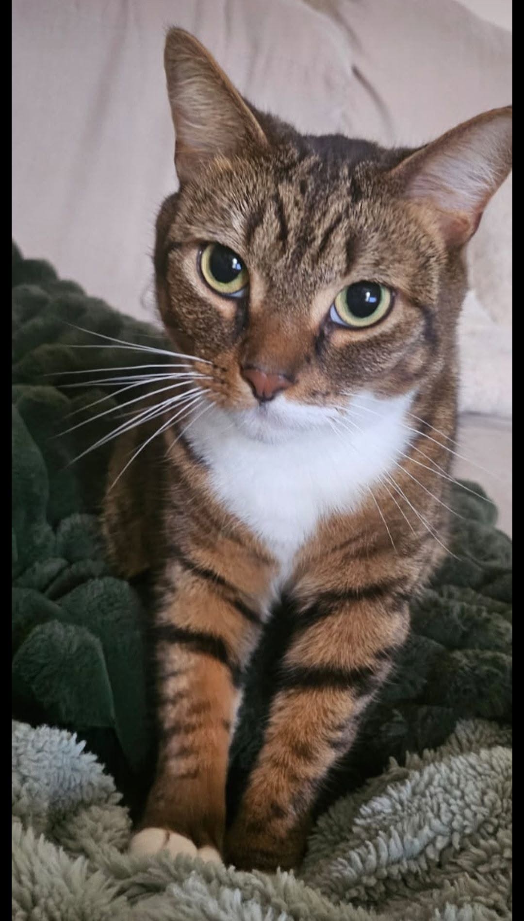 Lost cat