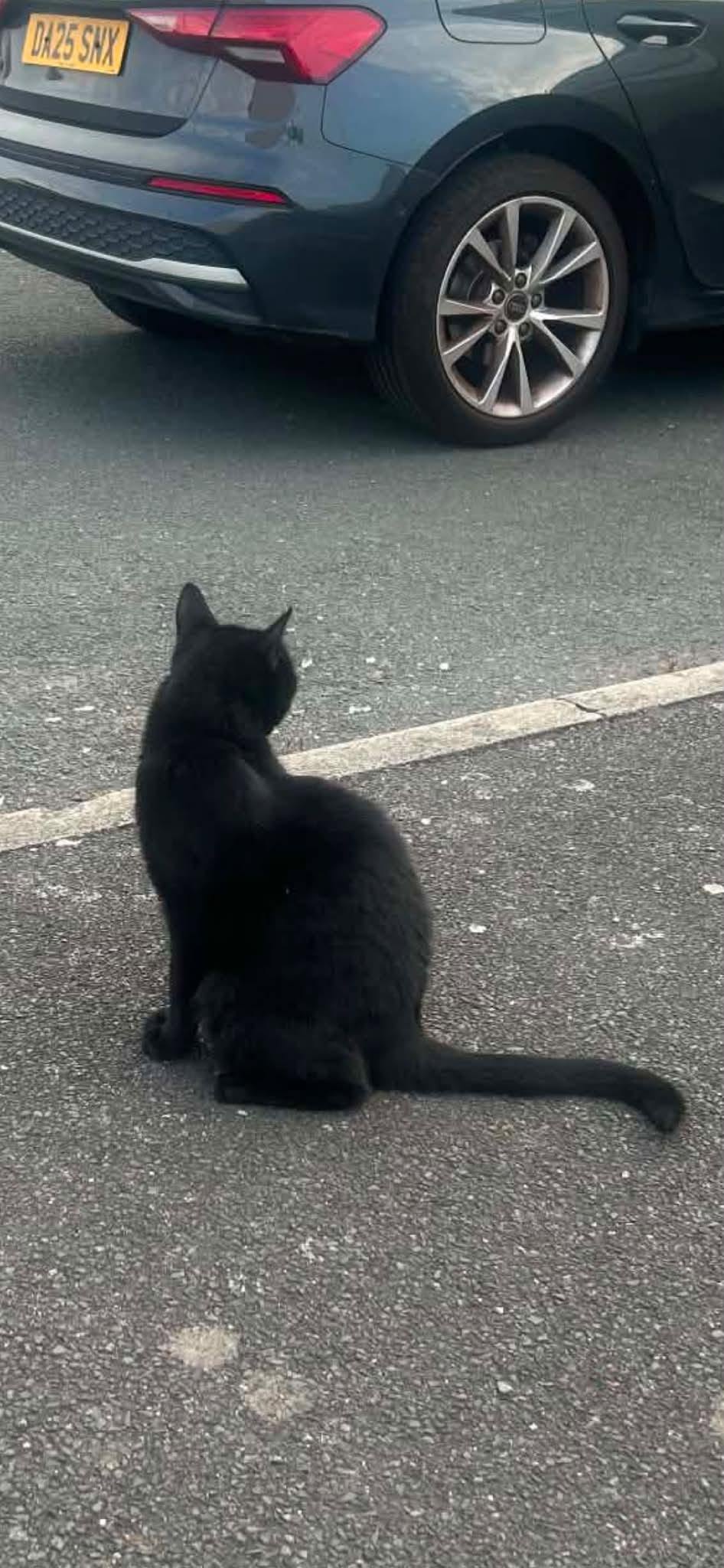 Found cat
