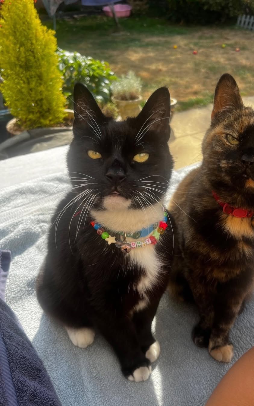 Lost Cat in Southport
