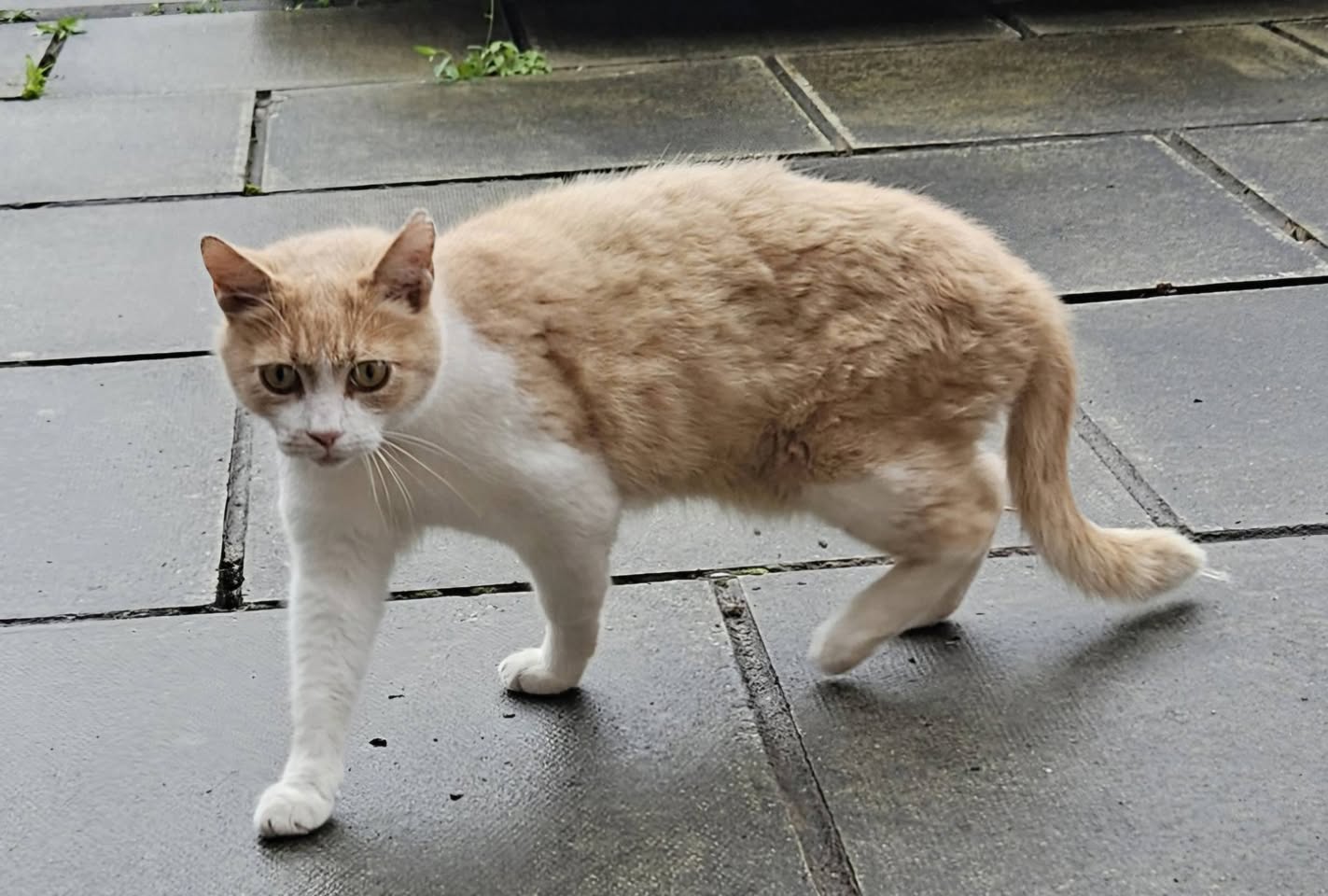 Found cat