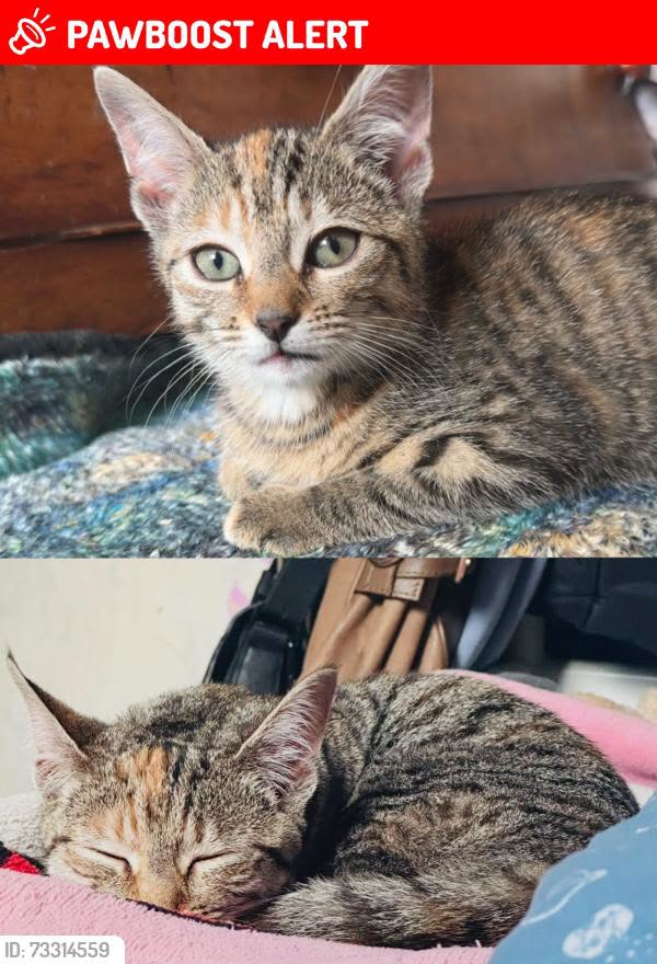 Lost Cat in Merseyside