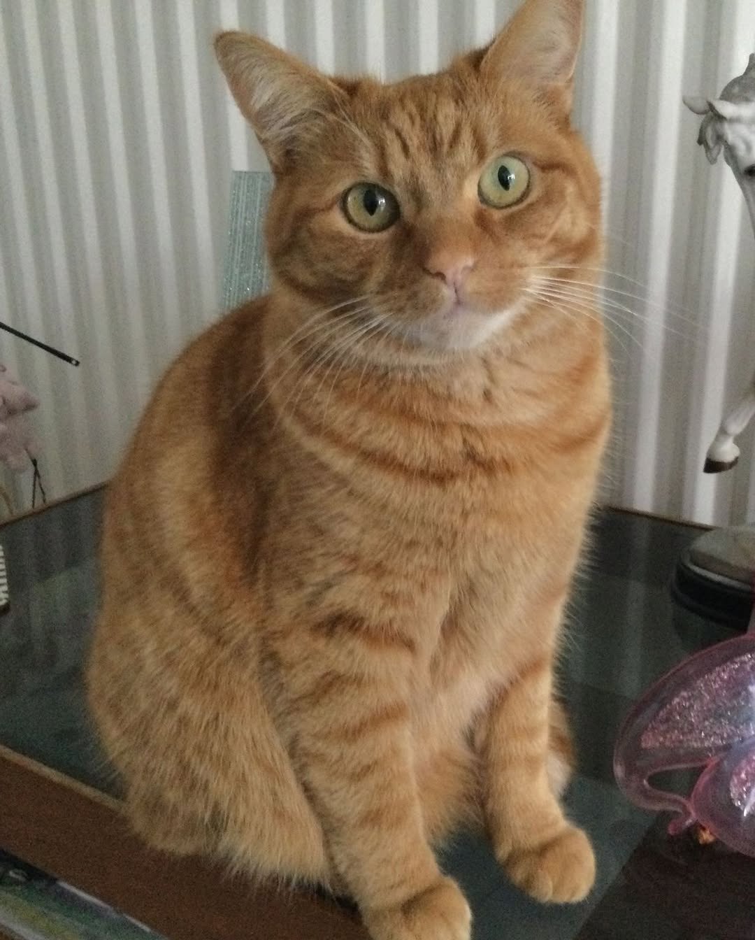 Lost Cat in Liverpool