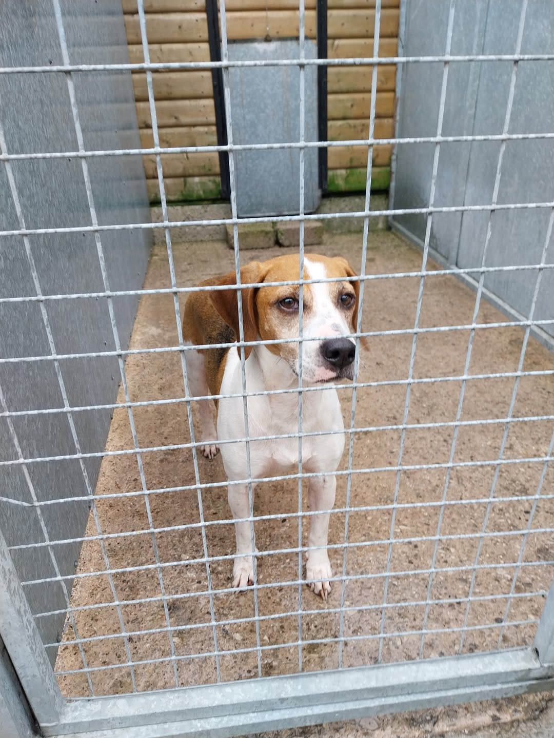 Found dog