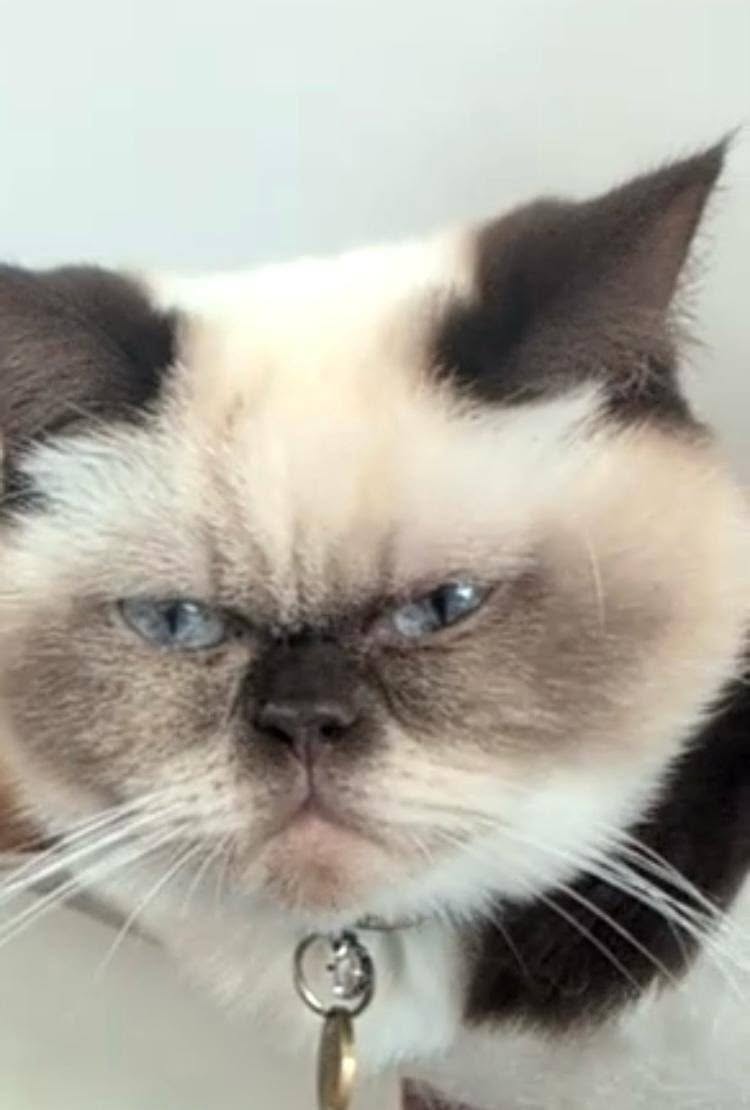 Lost Cat in Liverpool