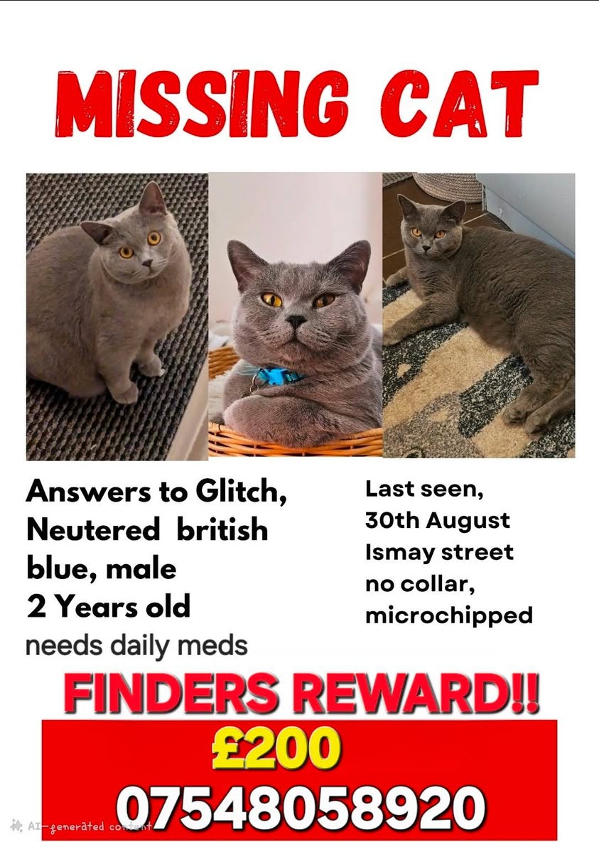 Lost Cat in Liverpool