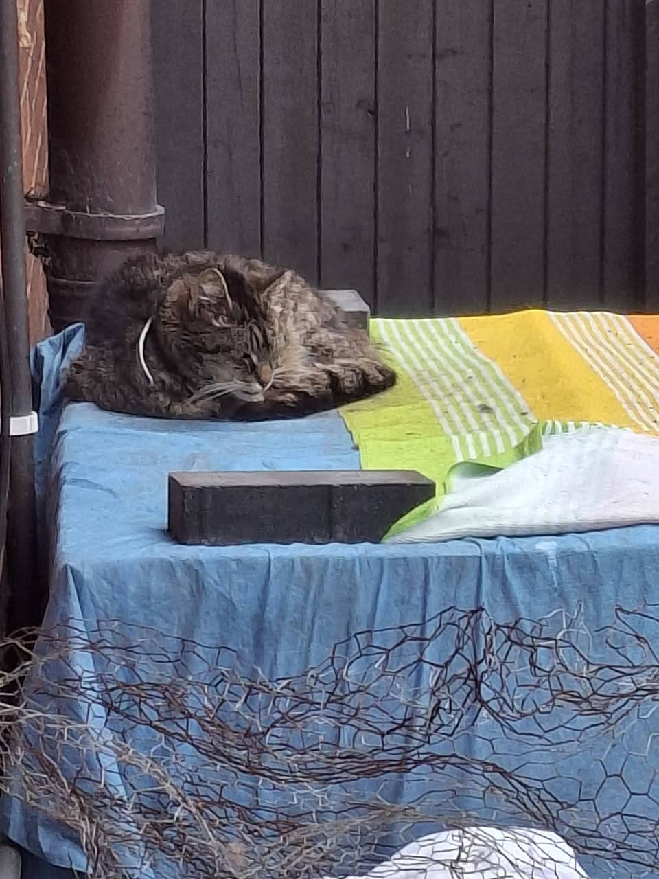 Found cat
