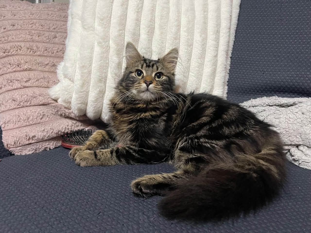 Lost Cat in Liverpool