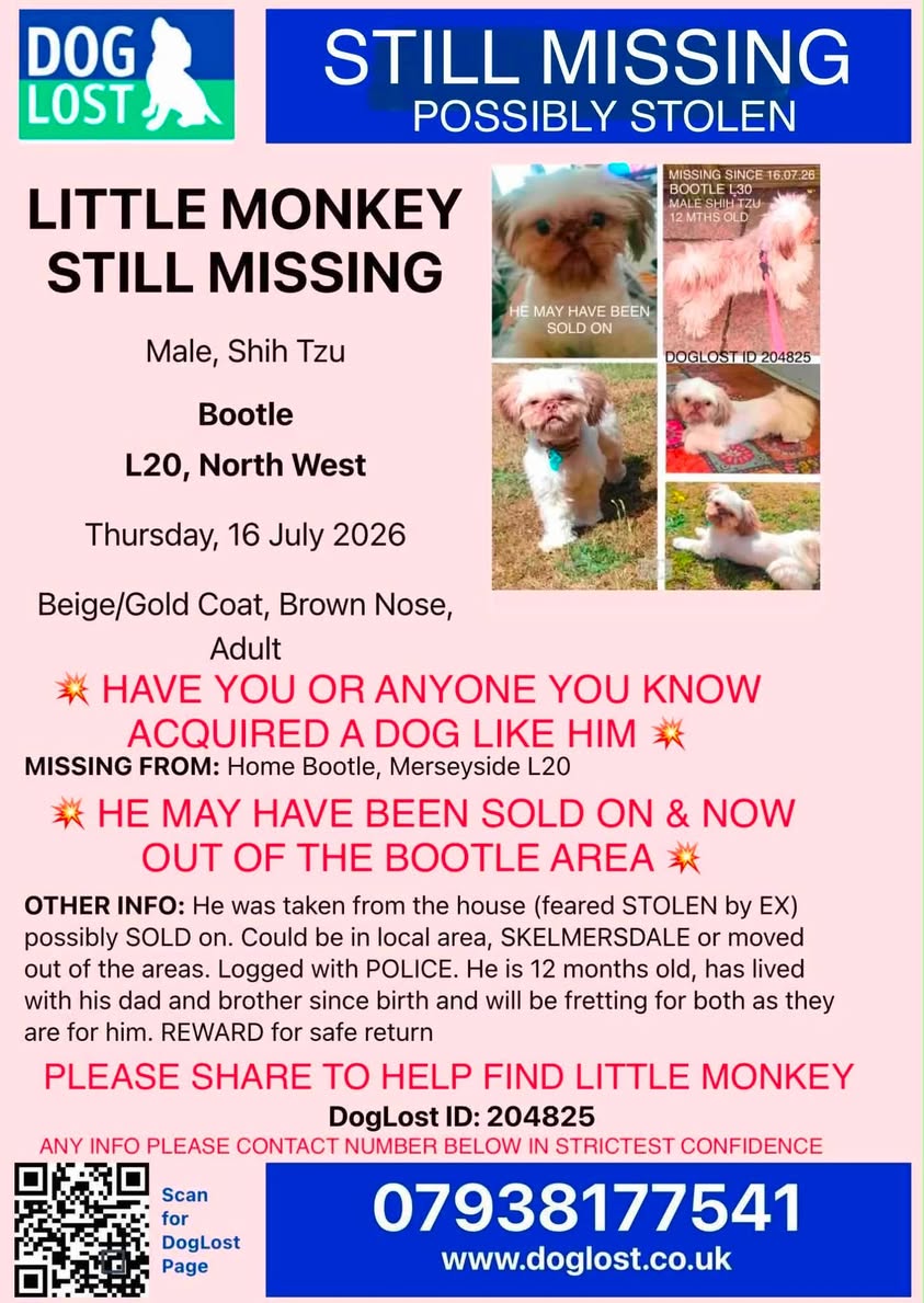 Lost dog