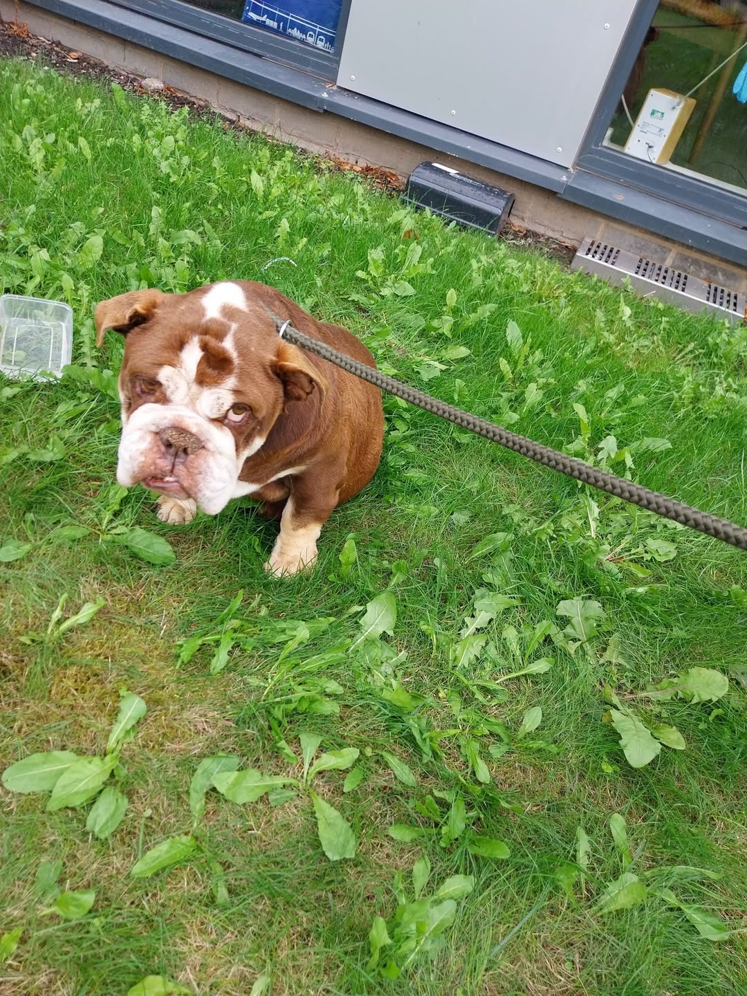 Found dog