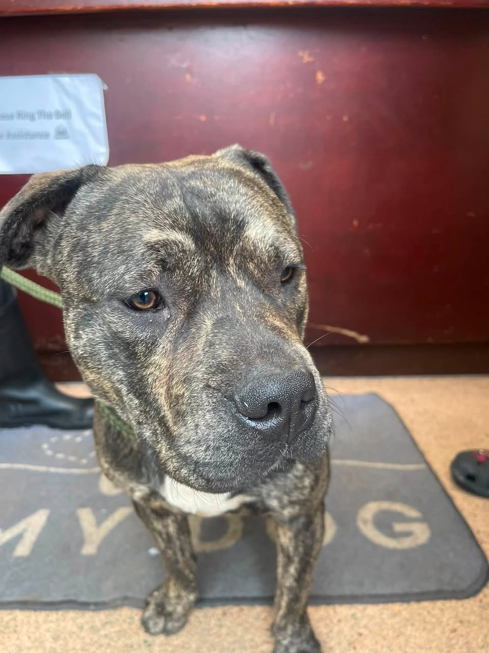 Found dog
