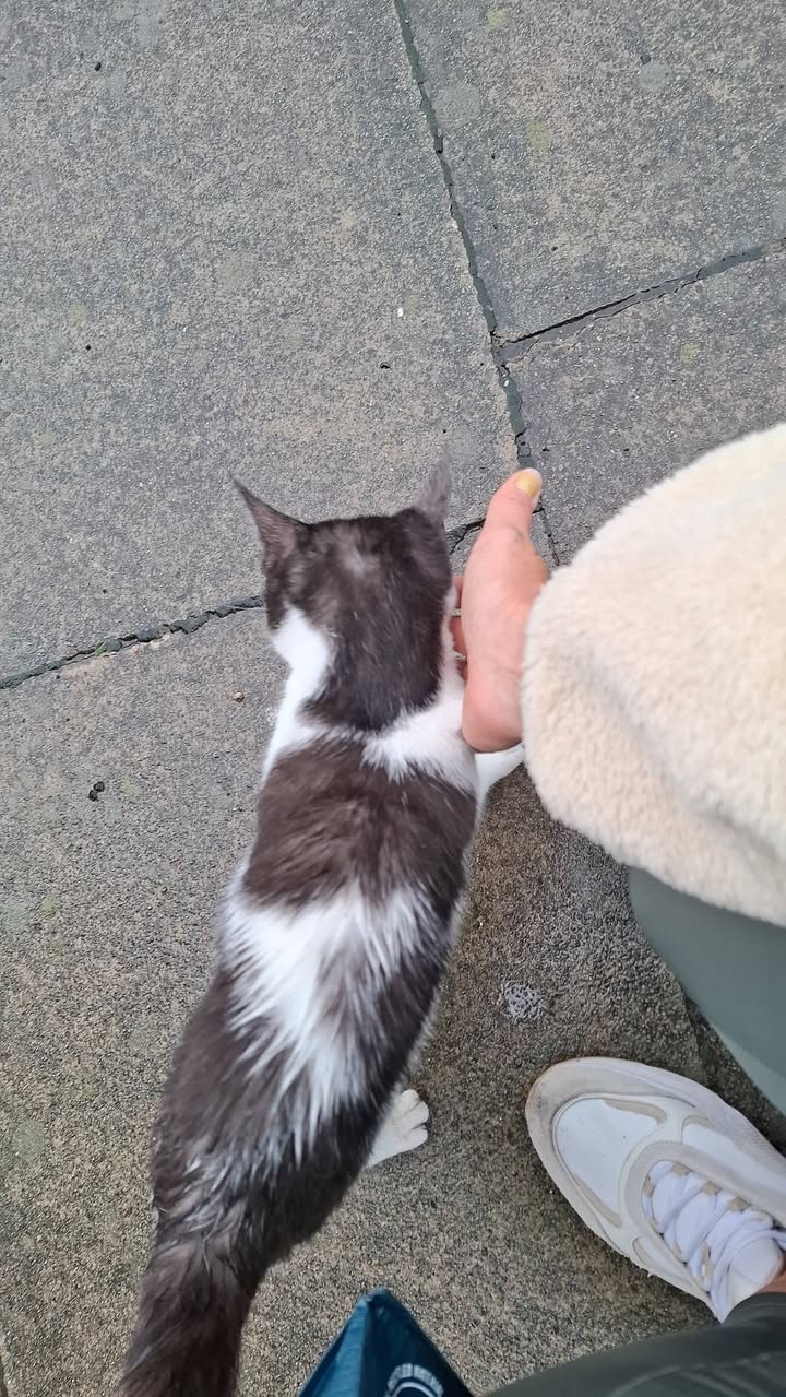 Found cat