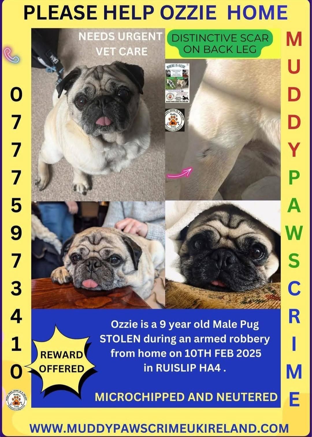 Lost Dog in Ruislip