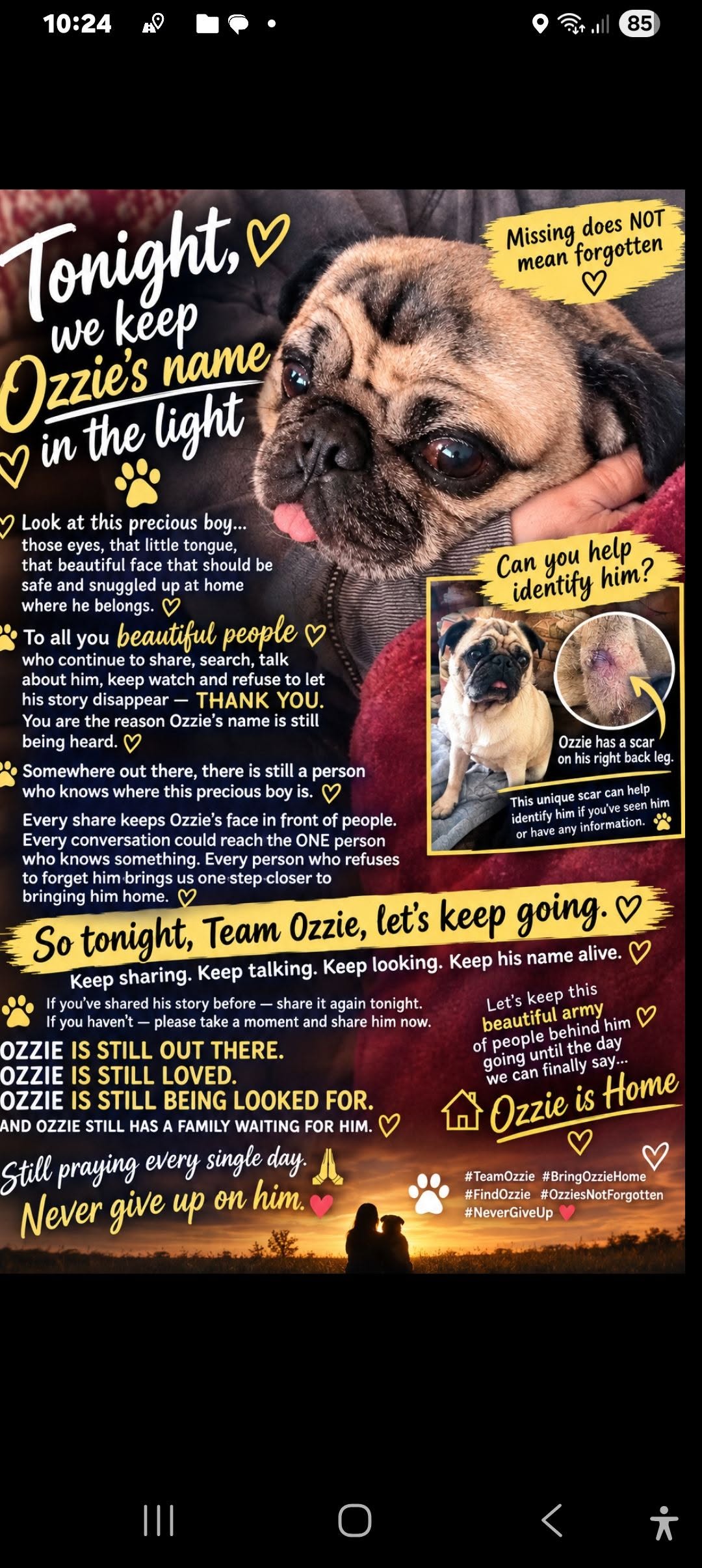Lost dog