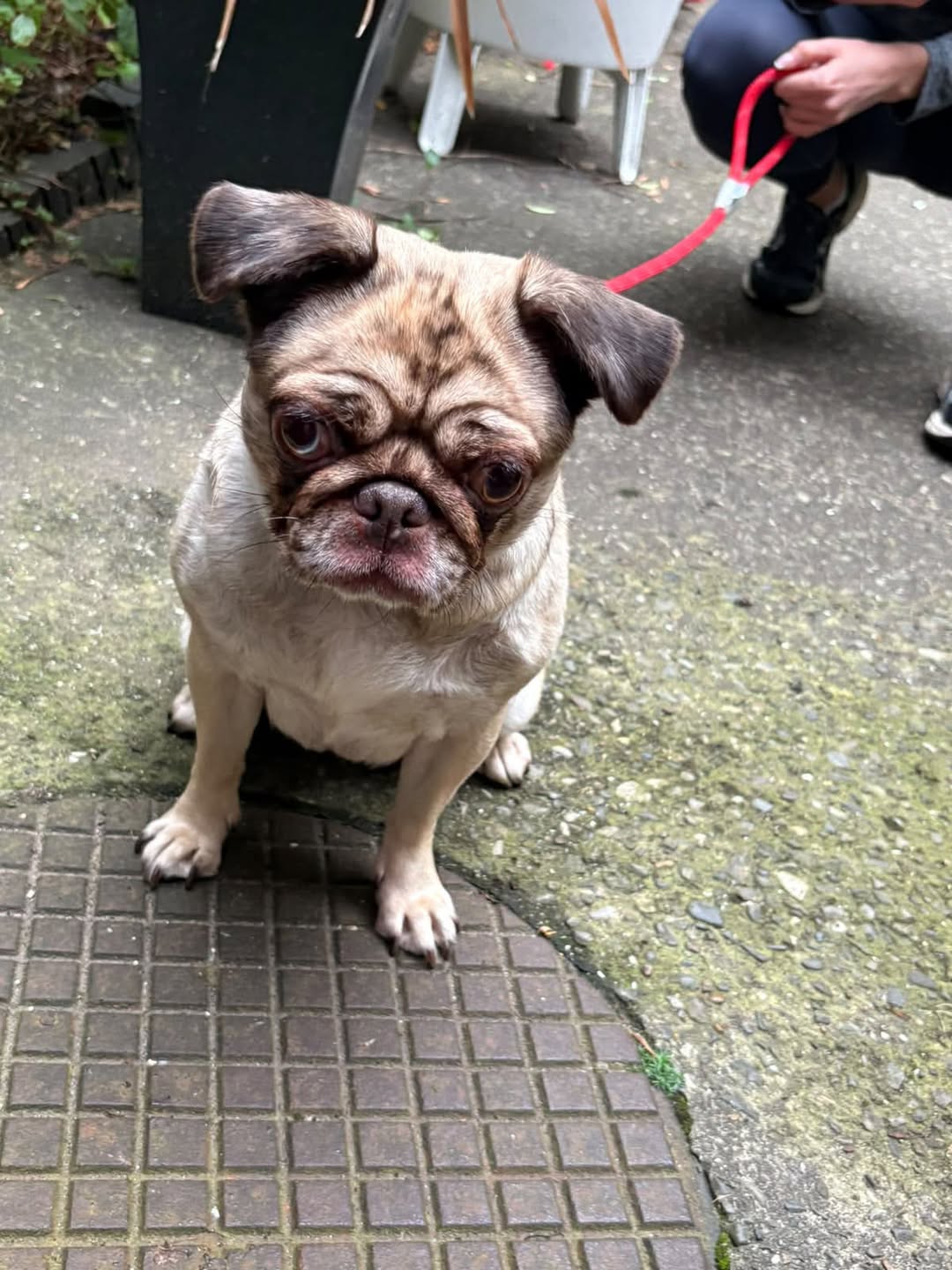 Found dog