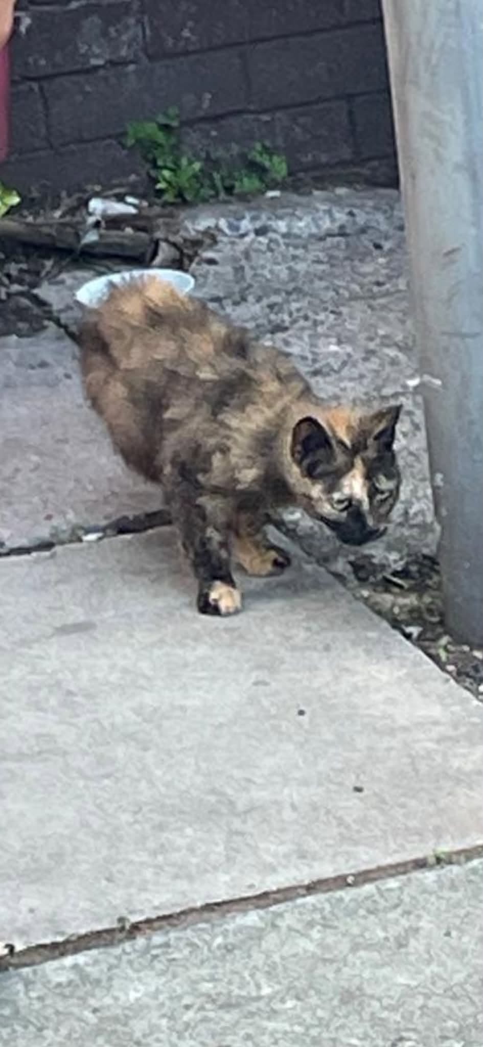Found cat