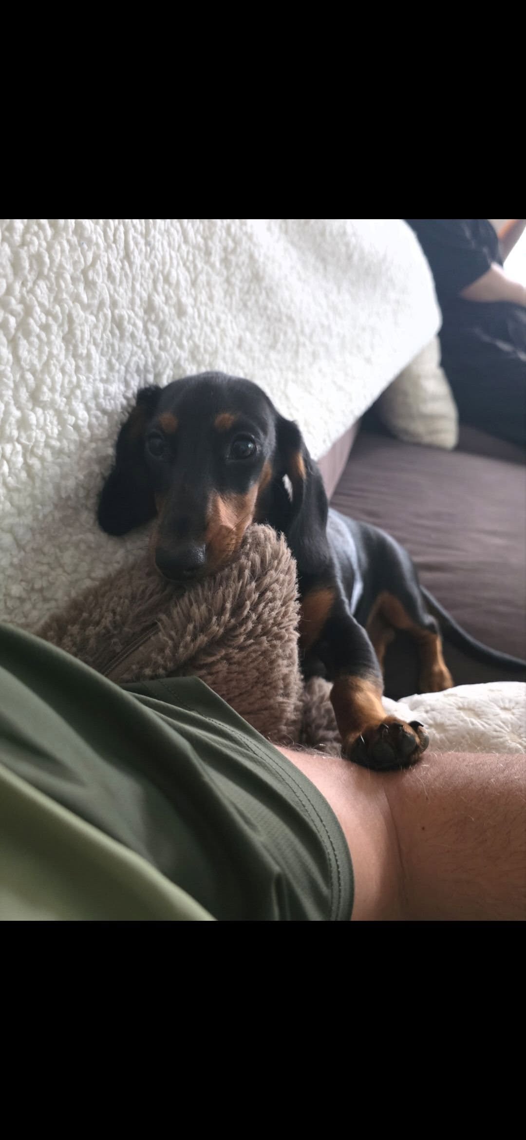 Lost dog