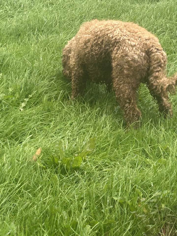 Found dog