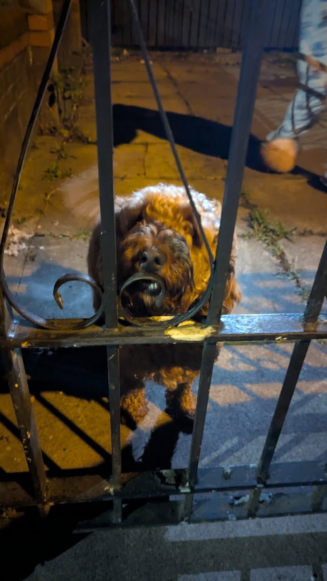 Found dog