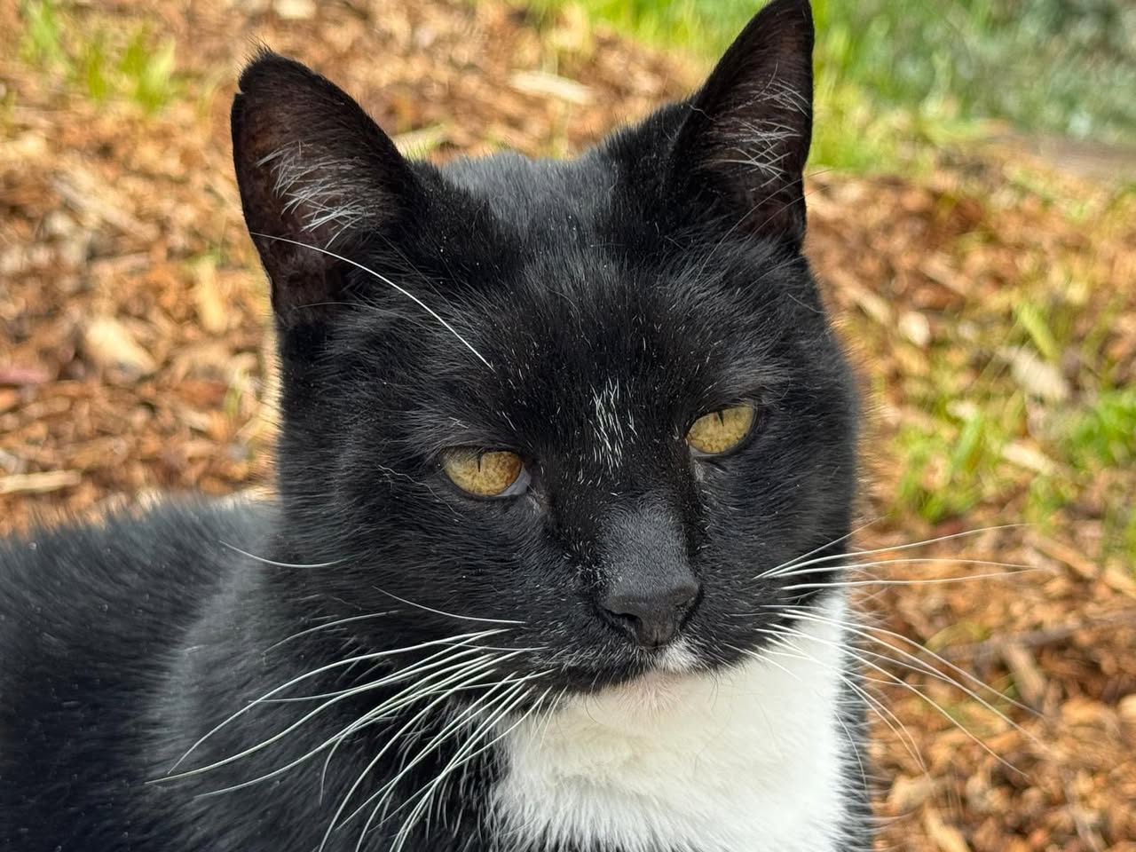 Lost Cat in Mornington Peninsula