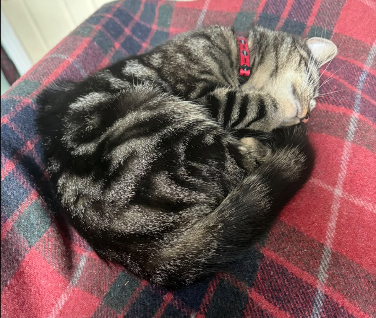 Lost Cat in Liverpool