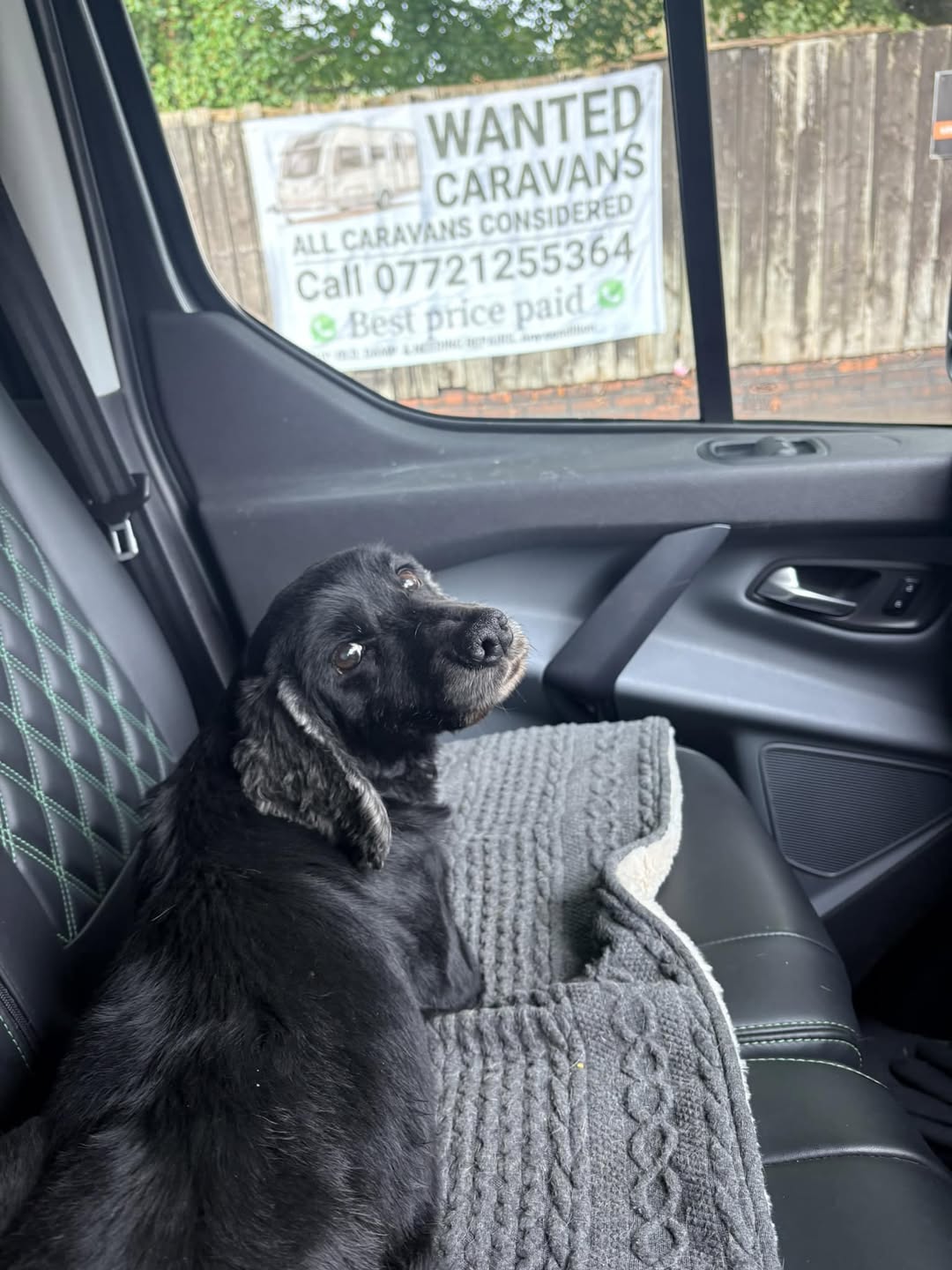 Found Dog in Liverpool